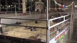 SHORT VIDEO: Գուսգուս անունով այծիկը