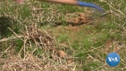 Homeowners Plant Trees to Help With Energy Conservation