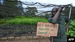 Un garde forestier ivoirien se tient à côté de coupes pour le reboisement dans la forêt classée de Tene près d'Oumé, dans la région du sud-ouest de la Côte d'Ivoire, le 19 mai 2021.