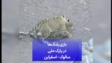 بازی پلنگ‌ها در پارک ملی سالوک - اسفراین