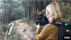 VOA Investigative reporter Veronica Balderas Iglesias films illegal logging at Monarch Butterfly Sanctuary in Mexico. 