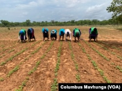 Women pick weeds from a groundnuts field in Filabusi district of Zimbabwe, about 500 kilometers from Harare, in December 2024.