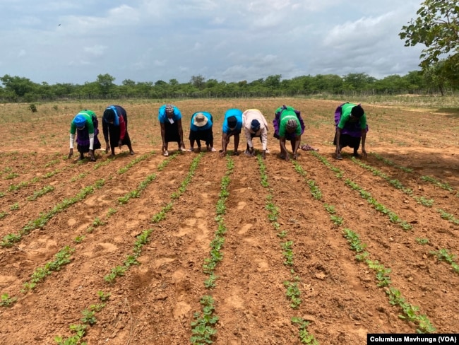 Women pick weeds from a groundnuts field in Filabusi district of Zimbabwe, about 500 kilometers from Harare, in December 2024.