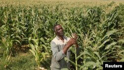 Varimi vechitema vazhinji vakapiwa minda havana zvikuru zvavari kuita nayo