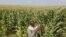 Un agriculteur inspecte la récolte dans sa ferme à Senekal, Afrique du Sud, le 29 février 2012. (Reuters)