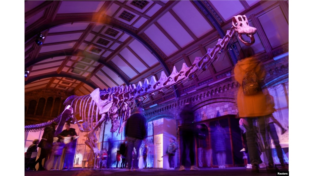 Dinosaurus u Prirodnjačkom muzeju u Londonu. (Foto: REUTERS/Maja Smiejkowska)