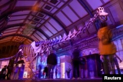 Dinosaurus u Prirodnjačkom muzeju u Londonu. (Foto: REUTERS/Maja Smiejkowska)