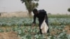 FILE - A farmer applies fertilizer on cabbages at a farm in Jibia, Nigeria, on Feb. 17, 2024. 