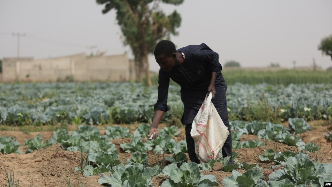 FILE - A farmer applies fertilizer on cabbages at a farm in Jibia, Nigeria, on Feb. 17, 2024. 