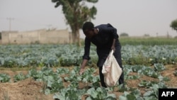 FILE - A farmer applies fertilizer on cabbages at a farm in Jibia, Nigeria, on Feb. 17, 2024. 