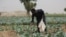 FILE - A farmer applies fertilizer on cabbages at a farm in Jibia, Nigeria, on Feb. 17, 2024. 