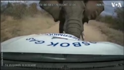 Dash Camera Video Shows Moment Elephant Charges at Pickup Truck 