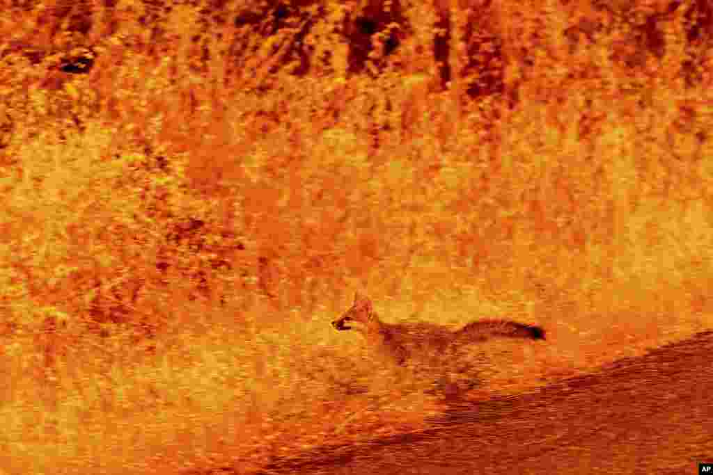 An animal flees flames as the Park Fire tears through the Cohasset community in Butte County, California, July 25, 2024.