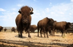 This Sept. 23, 2012, file photo shows buffalo in Custer State Park in western South Dakota.