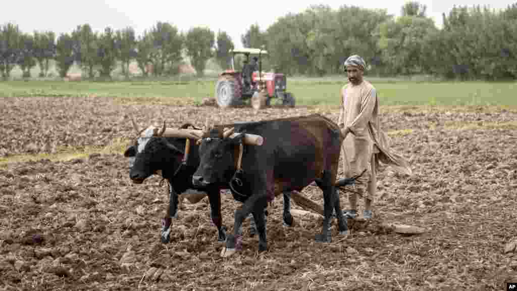 زندگی روزمرهٔ یک دهقان افغان