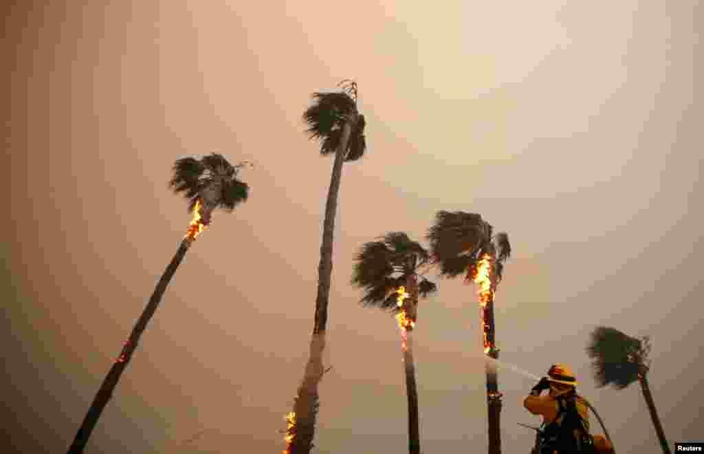A firefighter sprays down palm trees as the Woolsey Fire burns in Malibu, Calif., Nov. 9, 2018. The fire destroyed dozens of structures, forced thousands of evacuations and closed a major freeway. 