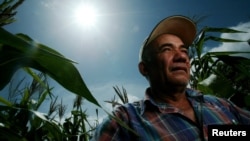 Archivo - El agricultor Santiago Valladares es visto frente a su cosecha de maíz en Jutiapa, Guatemala, el 28 de julio de 2005.