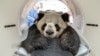 A handout photo shows male Chinese panda bear Jiao Qing having a CT scan at the Institute for Zoo and Wildlife Research (IZW) in Lebniz, Germany, November 7, 2019.