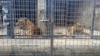 Tigers are kept in cages at Dong Xoai zoo in Bien Hoa city, Vietnam, on Oct. 3, 2024.