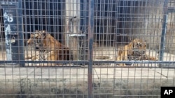 Harimau dikurung di kandang kebun binatang Dong Xoai, kota Bien Hoa, Vietnam, 3 Oktober 2024.