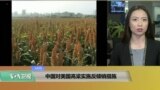 VOA连线(卡拉)：中国对美国高粱实施反倾销措施