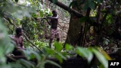 FILE - Members of the Bagyeli Pygmy community fell a tree in search of honey bees on May 26, 2017 in the Kribi region. 