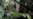Cameroon Says No COVID-19 in Indigenous People Yet