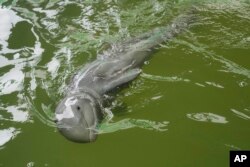 Thailand Baby Dolphin