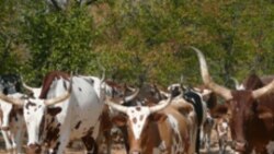 Roubo de Gado na Huía e Ciuene – 2:07