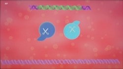 ການສຶກສາ ຄັ້ງ​ທຳ​ອິດ ກ່ຽວກັບ ການດັດແກ້ ກຳມະພັນ ທີ່ພະຍາຍາມ ຈະປ່ຽນແປງ DNA ໃນມະ​ນຸດ