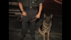 警官警犬好搭档(二) ：迪克森-Rocko在执行巡逻和侦查任务