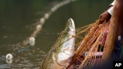 ARCHIVO – Pesca de un pez pirarucú en un río del asentamiento San Raimundo, en Carauari, Brasil, el 6 de septiembre de 2022.