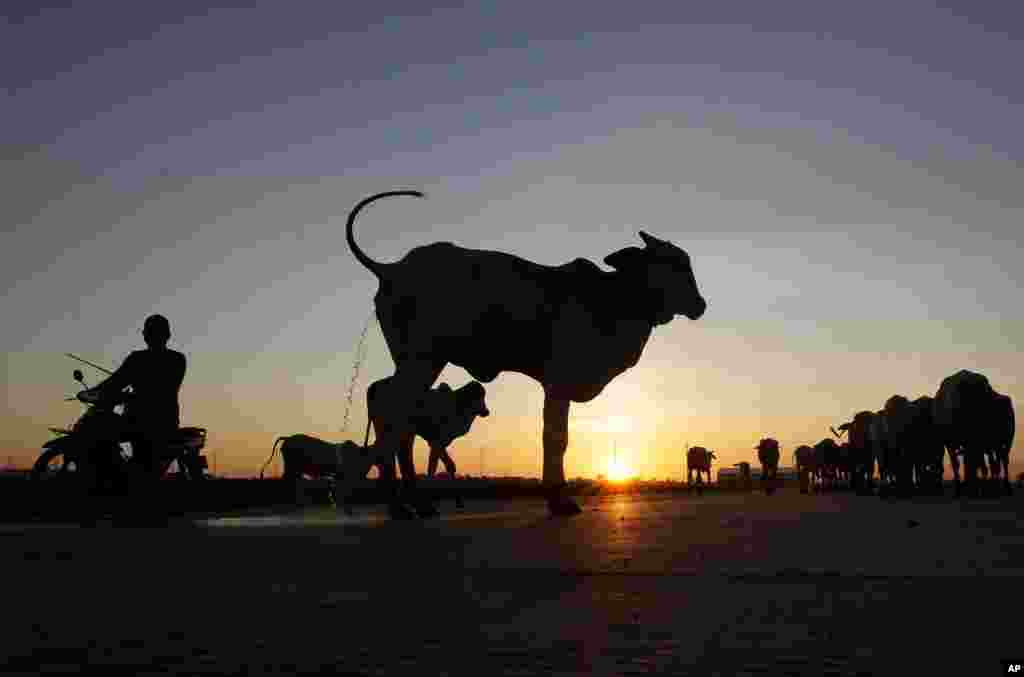 A flock of cows are herded by a man on motorcycle to the grass fields in Krasang Chum village outside Phnom Penh, Cambodia.