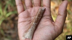 Esta fotografía proporcionada por Yousuke Kaifu muestra un fragmento de hueso de brazo excavado en la isla indonesia de Flores. Un nuevo estudio indica que los ancestros de una especie humana apodada "hobbits" eran aún más pequeños.