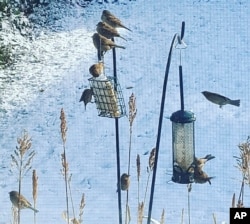 This undated image provided by Lena Monaco shows several birds visiting suet and seed feeders in her Garden City, New York, garden. (Lena Monaco via AP)