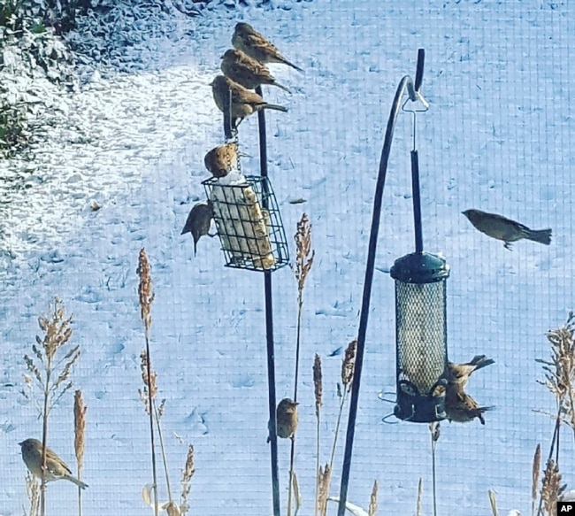 This undated image provided by Lena Monaco shows several birds visiting suet and seed feeders in her Garden City, New York, garden. (Lena Monaco via AP)