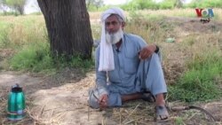 د ټانک عنایت الله کاکا د غنمو د لونو خپلې کیسې کوی