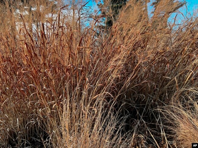 This image shows the dry winter state of a kind of grass in Oyster Bay, NY on February 21, 2022. (Jessica Damiano via AP)