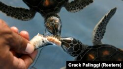 Seorang pekerja memberi makan bayi penyu hijau (Chelonia mydas) di pusat konservasi penyu di Serangan, Bali, 11 Desember 2009. (Foto: REUTERS / Crack Palinggi)