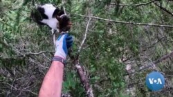 Seattle Non-Profit Helps Bring Cats Down To Earth