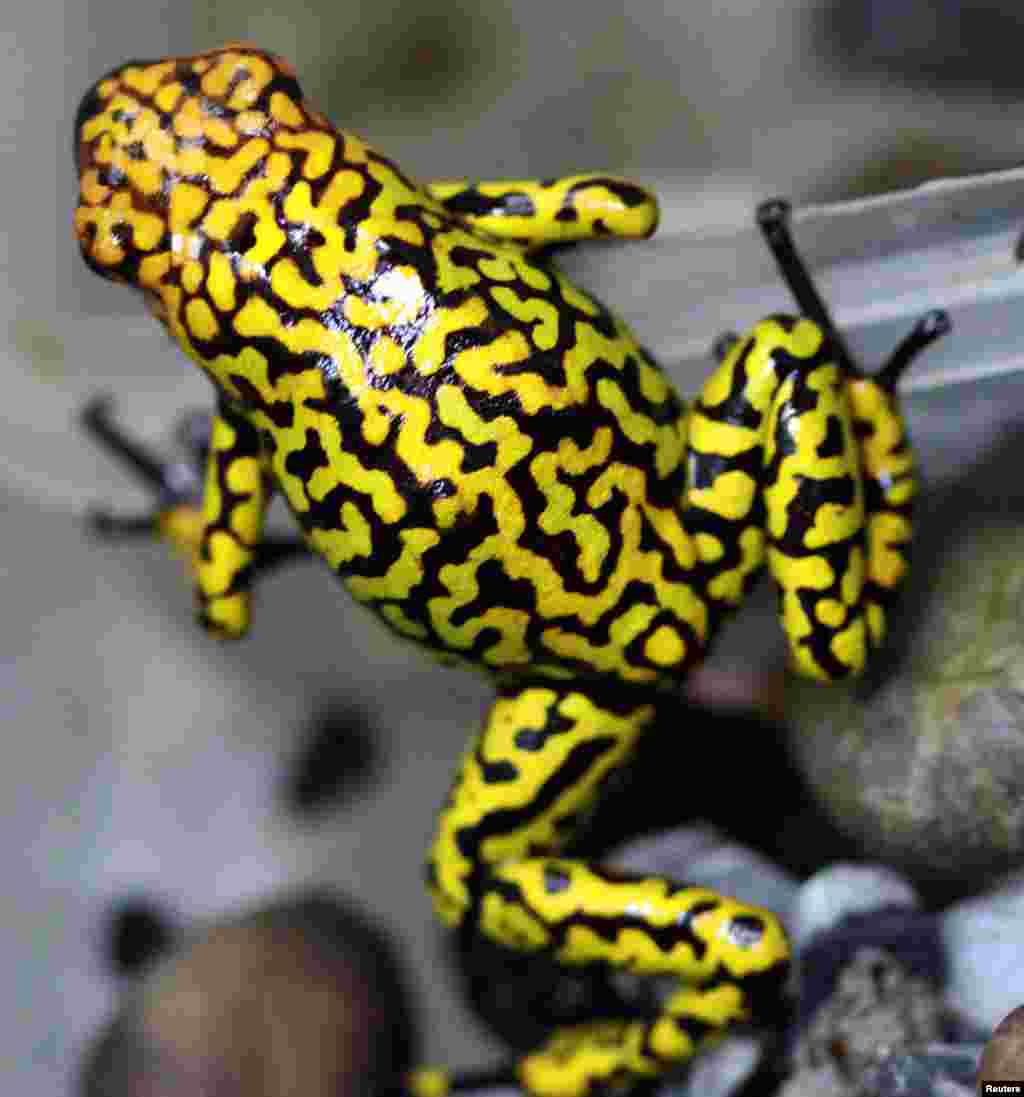 An endangered poison frog (Oophaga histrionica) at the Santa Fe Zoo in Medellin, Colombia.