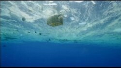 美国万花筒：新纪录片《塑料海洋》揭示污染触目惊心