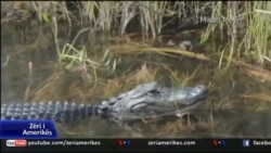 Micah Meyer viziton parkun Everglades