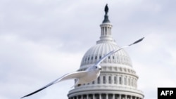 Una gaviota vuela en las cercanías del edificio del Capitolio de los Estados Unidos en Washington, D.C., el 2 de enero de 2025.