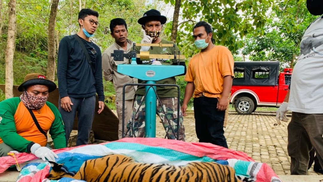 Habitat Kian Menyusut, Harimau Sumatera Masuki Kawasan Permukiman