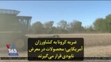 ضربه کرونا به کشاورزان آمریکایی؛ محصولات در معرض نابودی قرار می‌گیرند