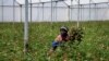 FILE - Farm worker Josephine Nyangaresi cuts roses to be thrown away at Maridadi Flowers farm in Naivasha, Kenya, March 19, 2020. With lockdowns and border restrictions around the world because of the coronavirus, the flower industry has slumped. 