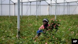 FILE - Farm worker Josephine Nyangaresi cuts roses to be thrown away at Maridadi Flowers farm in Naivasha, Kenya, March 19, 2020. With lockdowns and border restrictions around the world because of the coronavirus, the flower industry has slumped. 