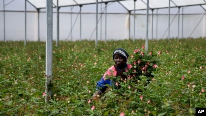 East African Flower Industry Wilts As
