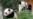 China planea enviar pandas al Zoo de San Diego y retomar su diplomacia de conservación